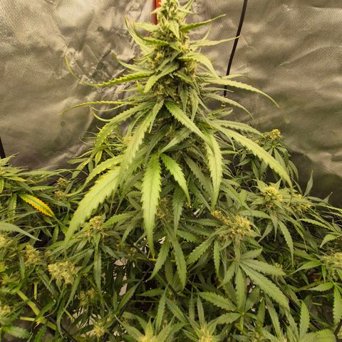 LSD auto (63-70 Tage ab Keimung) growlog timeline photo