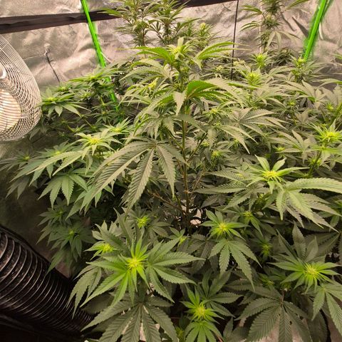 Mimosa evo stecki  🍊🍋🍍 (65-70bt) growlog timeline photo