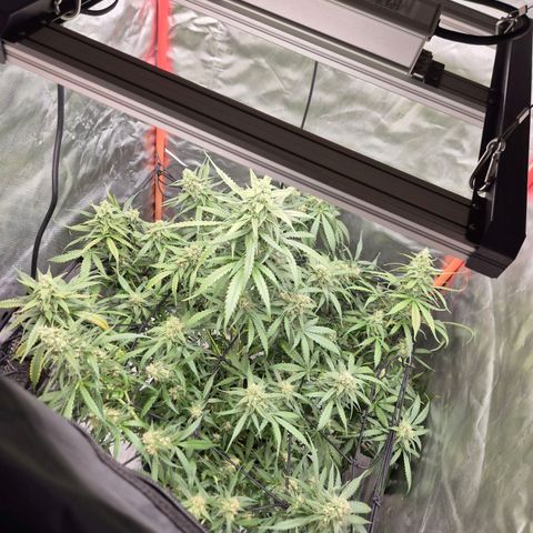 LSD auto (63-70 Tage ab Keimung) growlog timeline photo