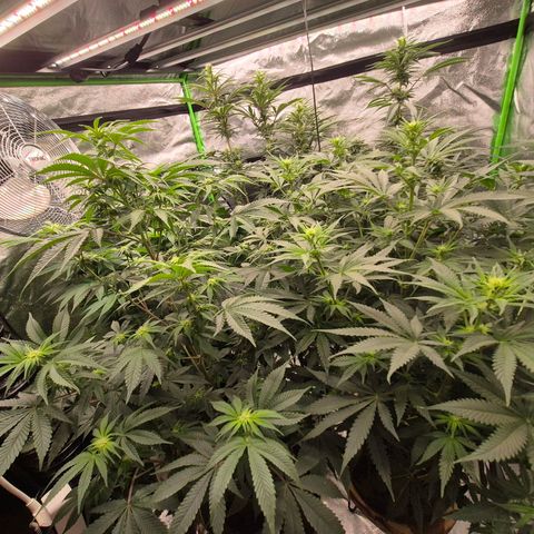 Tangerine dream 🌴 (60-65bt)  growlog timeline photo