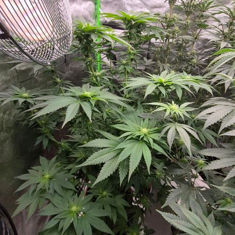 💚Bubba kush 🦝 (56-63 BT) growlog timeline photo