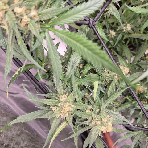 LSD auto (63-70 Tage ab Keimung) growlog timeline photo