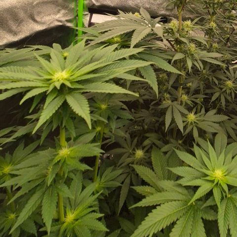 💚Bubba kush 🦝 (56-63 BT) growlog timeline photo