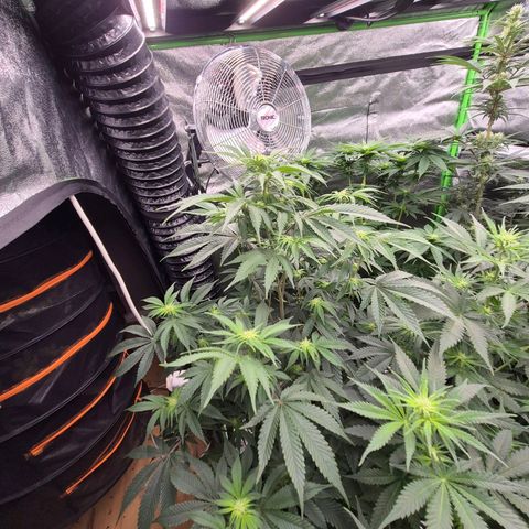 Mimosa evo stecki  🍊🍋🍍 (65-70bt) growlog timeline photo