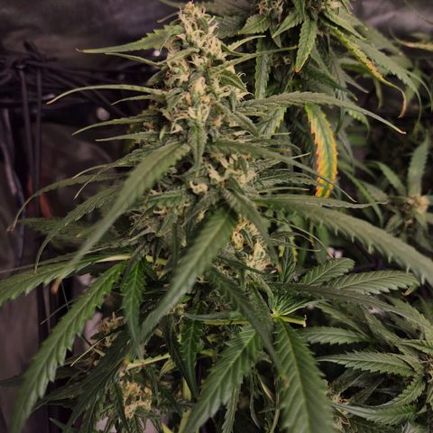 LSD auto (63-70 Tage ab Keimung) growlog timeline photo