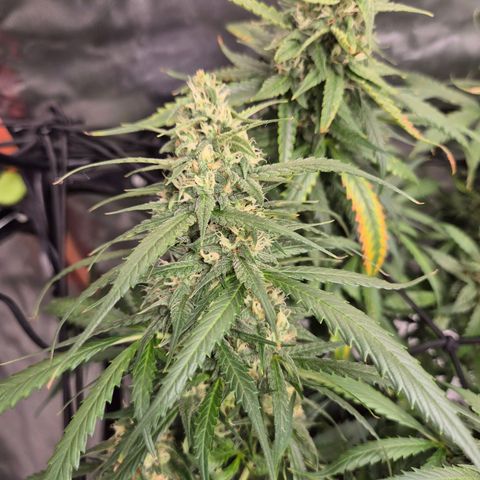 LSD auto (63-70 Tage ab Keimung) growlog timeline photo