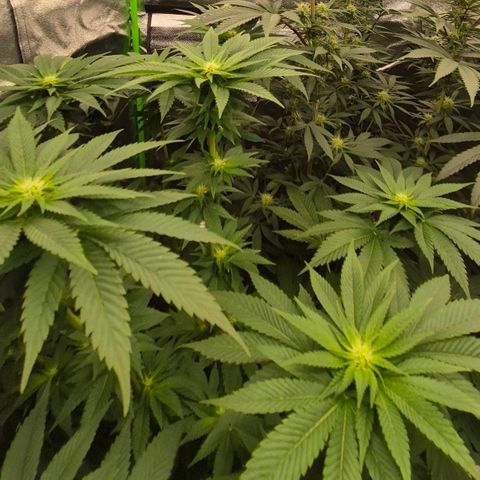 💚Bubba kush 🦝 (56-63 BT) growlog timeline photo
