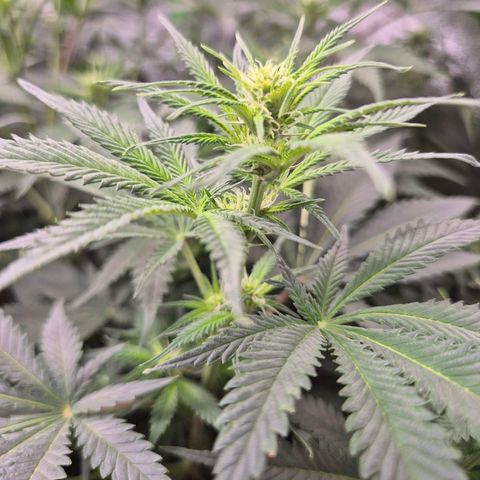 Tangerine dream 🌴 (60-65bt)  growlog timeline photo
