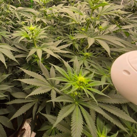 Tangerine dream 🌴 (60-65bt)  growlog timeline photo