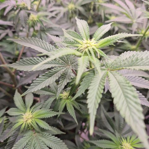 Mimosa evo stecki  🍊🍋🍍 (65-70bt) growlog timeline photo