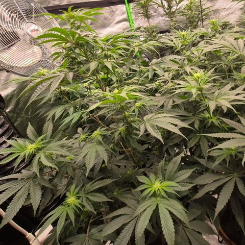 Mimosa evo stecki  🍊🍋🍍 (65-70bt) growlog timeline photo