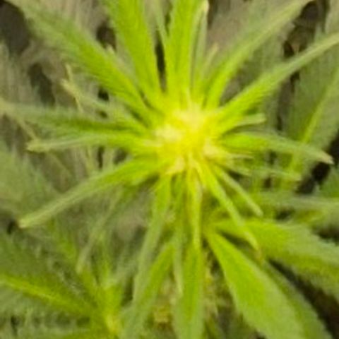 Tangerine dream 🌴 (60-65bt)  growlog timeline photo