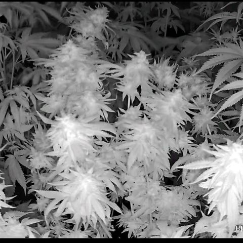 WTF- Königin Mimosa evo 👑👑👑 (65-70bt) growlog timeline photo