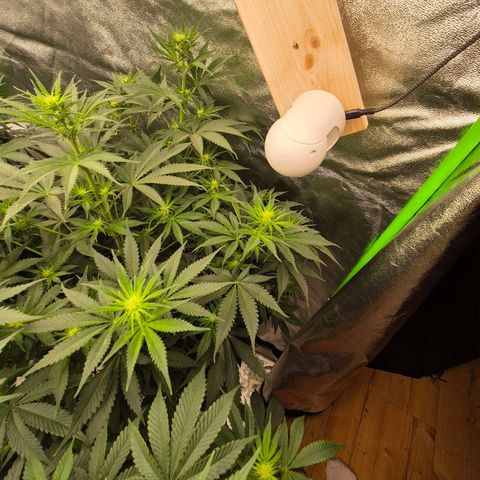 Tangerine dream 🌴 (60-65bt)  growlog timeline photo