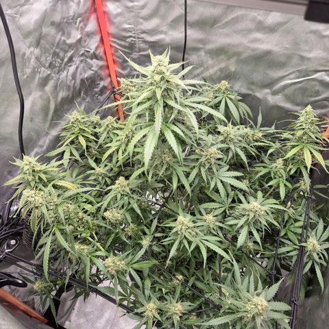 LSD auto (63-70 Tage ab Keimung) growlog timeline photo