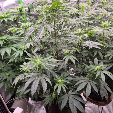Mimosa evo stecki  🍊🍋🍍 (65-70bt) growlog timeline photo