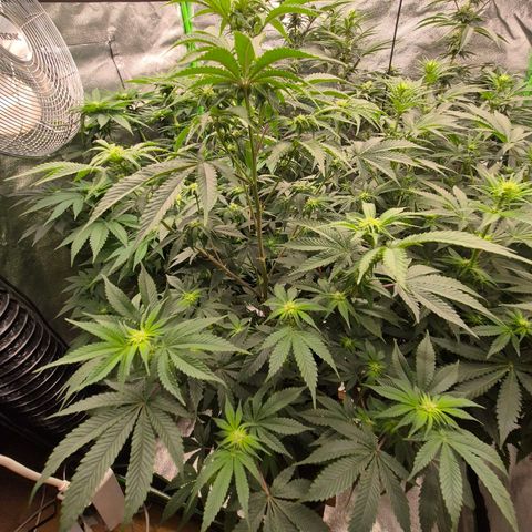Mimosa evo stecki  🍊🍋🍍 (65-70bt) growlog timeline photo