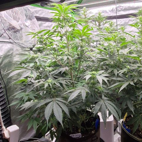 Mimosa evo stecki  🍊🍋🍍 (65-70bt) growlog timeline photo