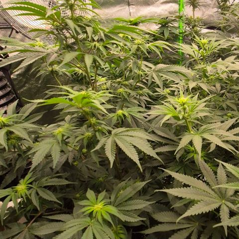 Mimosa evo stecki  🍊🍋🍍 (65-70bt) growlog timeline photo
