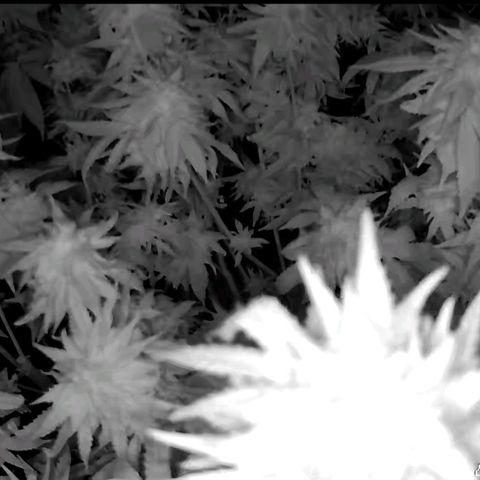 WTF- Königin Mimosa evo 👑👑👑 (65-70bt) growlog timeline photo