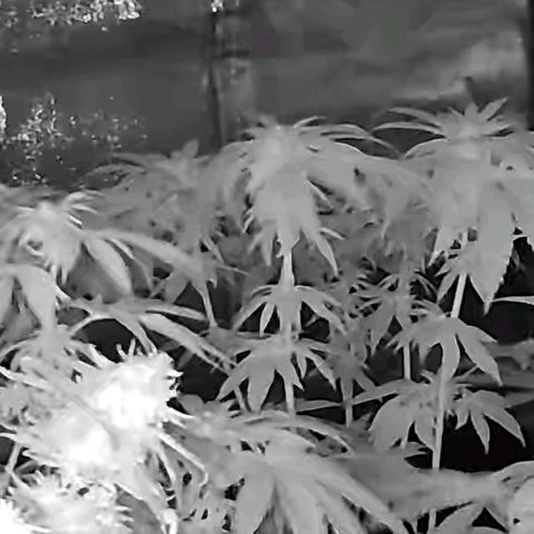 💚Bubba kush 🦝 (56-63 BT) growlog timeline photo
