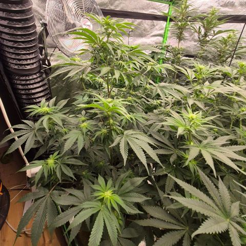 Mimosa evo stecki  🍊🍋🍍 (65-70bt) growlog timeline photo