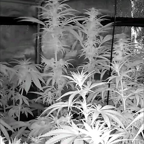ICE 💚🧊 (63-70bt) growlog timeline photo