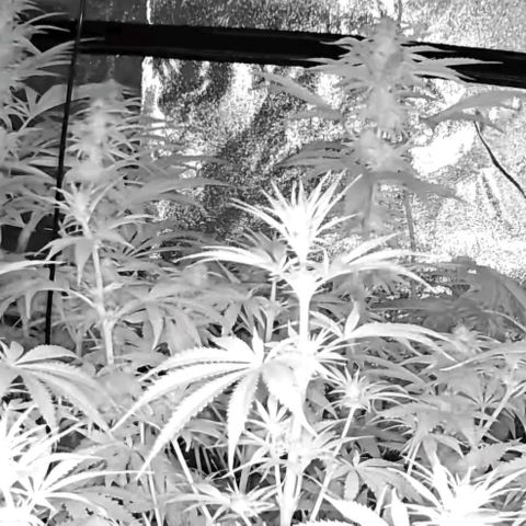 Tangerine dream 🌴 (60-65bt)  growlog timeline photo