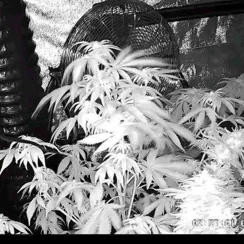 Mimosa evo stecki  🍊🍋🍍 (65-70bt) growlog timeline photo