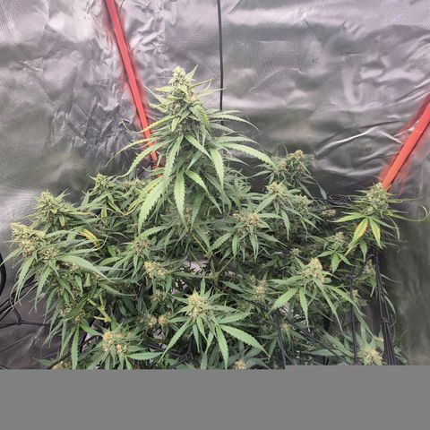 LSD auto (63-70 Tage ab Keimung) growlog timeline photo