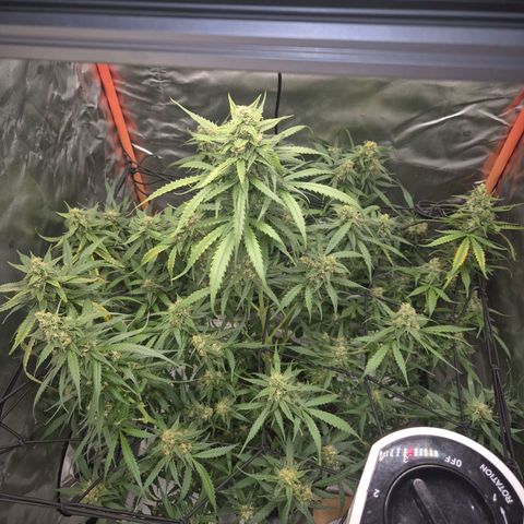 LSD auto (63-70 Tage ab Keimung) growlog timeline photo