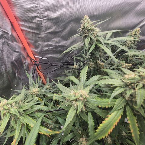 LSD auto (63-70 Tage ab Keimung) growlog timeline photo