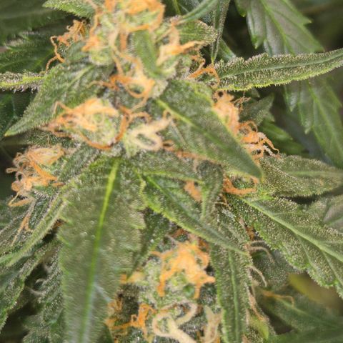 LSD auto (63-70 Tage ab Keimung) growlog timeline photo