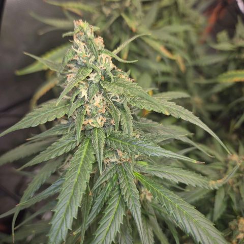LSD auto (63-70 Tage ab Keimung) growlog timeline photo