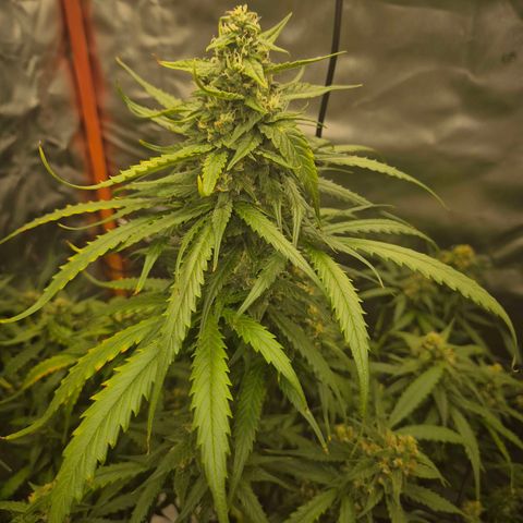 LSD auto (63-70 Tage ab Keimung) growlog timeline photo
