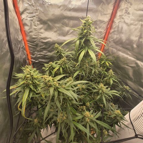 LSD auto (63-70 Tage ab Keimung) growlog timeline photo