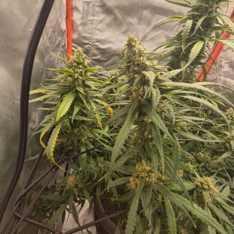 LSD auto (63-70 Tage ab Keimung) growlog timeline photo