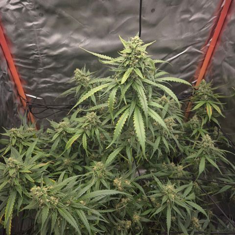 LSD auto (63-70 Tage ab Keimung) growlog timeline photo