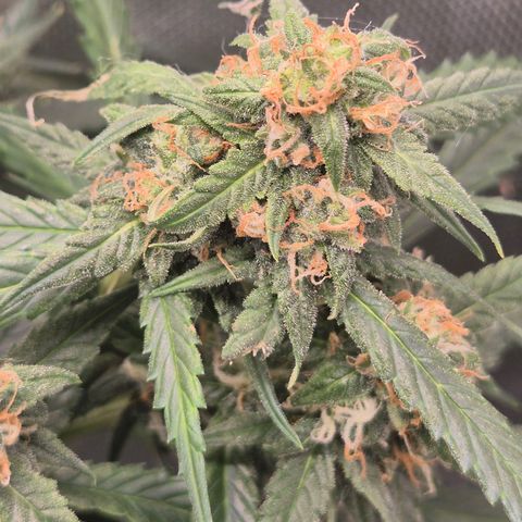 LSD auto (63-70 Tage ab Keimung) growlog timeline photo