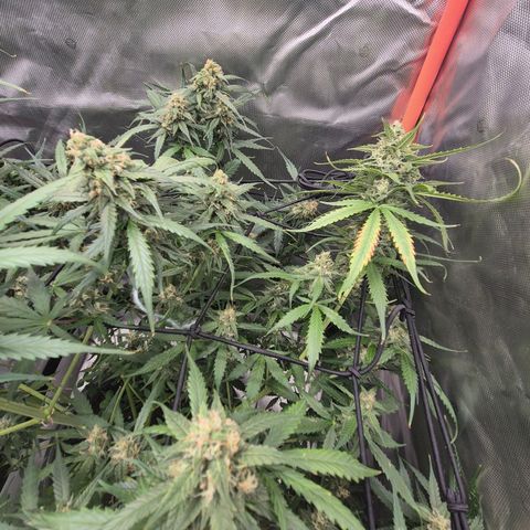 LSD auto (63-70 Tage ab Keimung) growlog timeline photo
