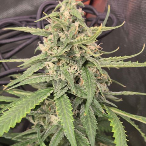 LSD auto (63-70 Tage ab Keimung) growlog timeline photo