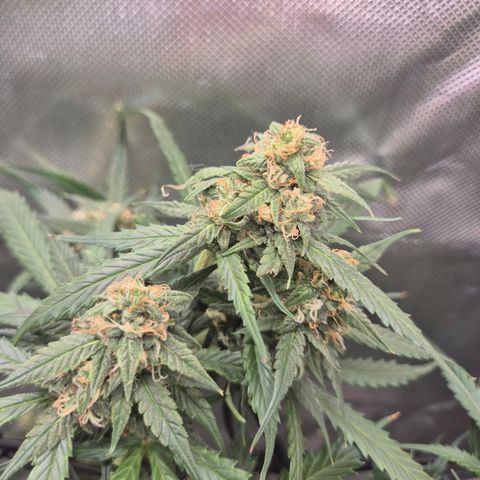 LSD auto (63-70 Tage ab Keimung) growlog timeline photo