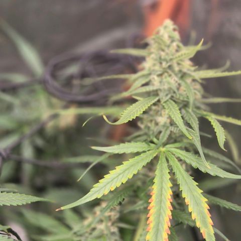 LSD auto (63-70 Tage ab Keimung) growlog timeline photo