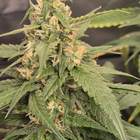 LSD auto (63-70 Tage ab Keimung) growlog timeline photo