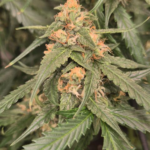 LSD auto (63-70 Tage ab Keimung) growlog timeline photo