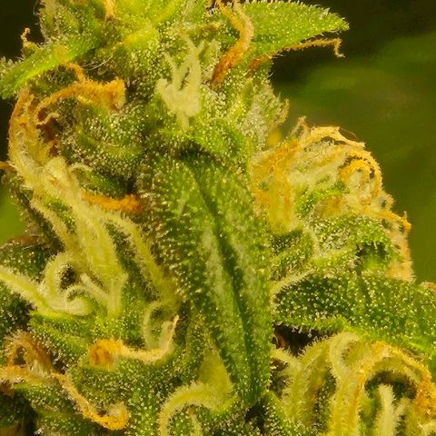 LSD auto (63-70 Tage ab Keimung) growlog timeline photo