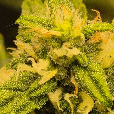 LSD auto (63-70 Tage ab Keimung) growlog timeline photo