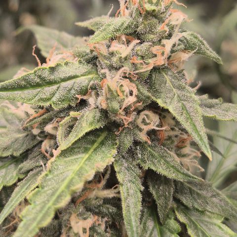 LSD auto (63-70 Tage ab Keimung) growlog timeline photo