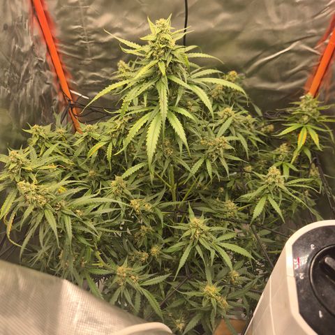 LSD auto (63-70 Tage ab Keimung) growlog timeline photo