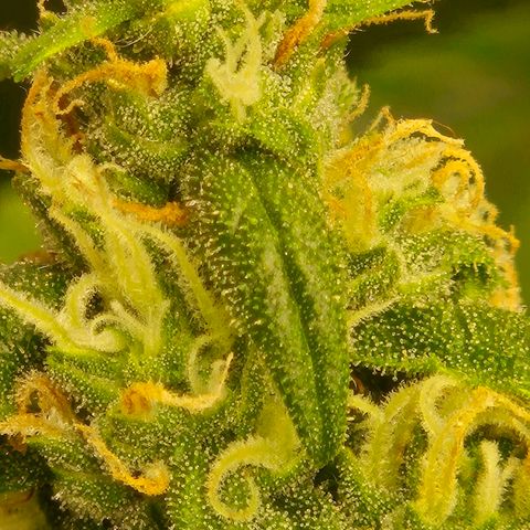 LSD auto (63-70 Tage ab Keimung) growlog timeline photo